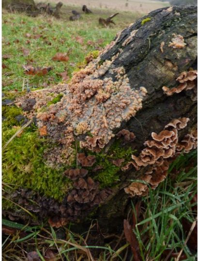 Fruit bodies covering birch adjacent to other fungus species in Brentwood, UK.